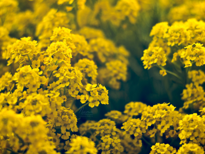 цветы, желтые, мелкие