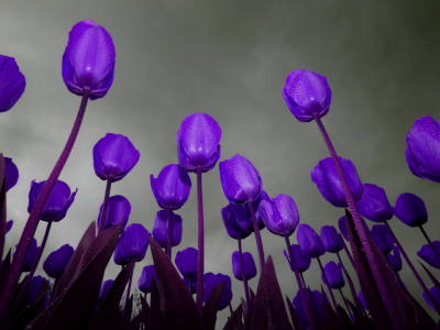 тюльпаны, фиолетовый