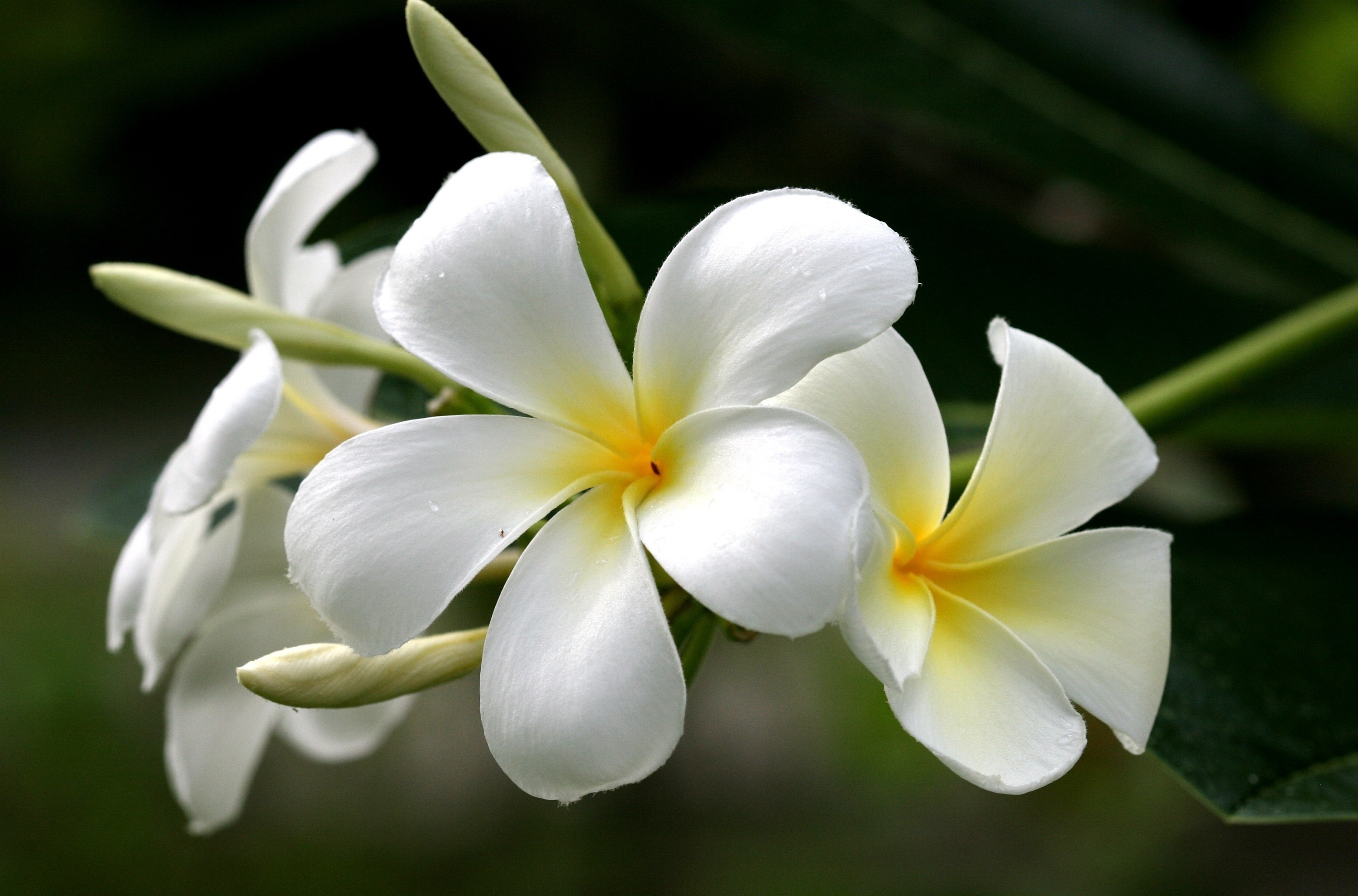 Plumeria Flower White Background