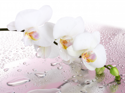 капли, веточка, цветок, белая, воды, орхидея, лепестки