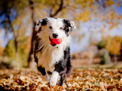 мячик, осень, собака