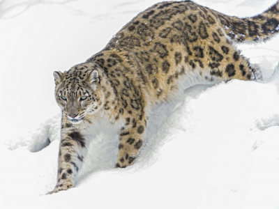 снег, ирбис, зима, кошка, снежный барс, ctambako the jaguar