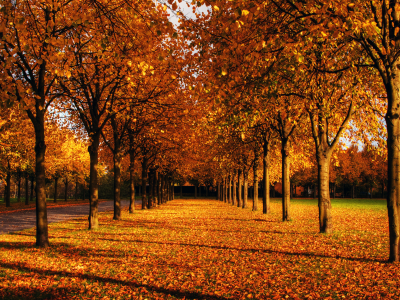 ветви, рыжая, парк, аллея, листья, деревья, осень
