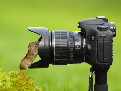 мышка, объектив, любопытство, фотоаппарат