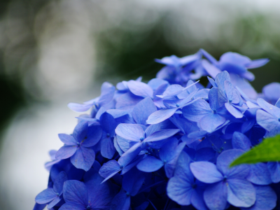 синий, цветок, макро, зеленый, цветы, листик, голубой