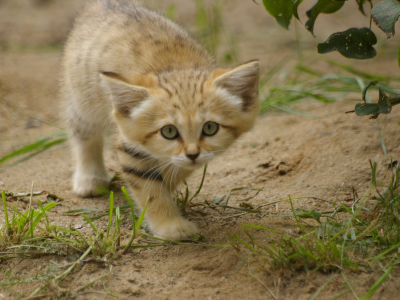 sand cat, взгляд, котёнок, барханная кошка, трава