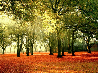 небо, желтые, природа, деревья, листья, пейзаж, осень