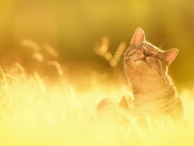 трава, природа, счастье, кот, солнце