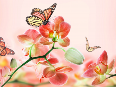 цветы, розовый, орхидея, лето, арт, красота, бабочки