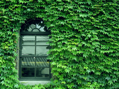wall, pattern, green, glass, window