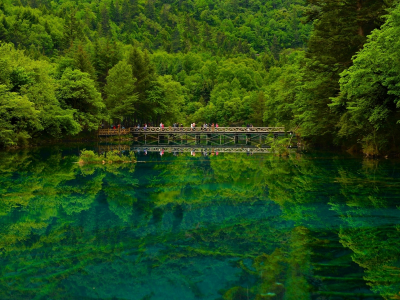 лес, озеро, зелень, мост