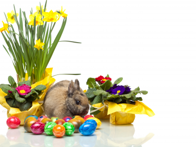 кролик, нарцисс, пасха, easter, цветы, яйцо