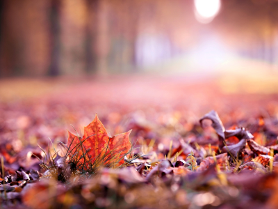 leave, осень, осень, листик, макро, листья, autumn, листочек