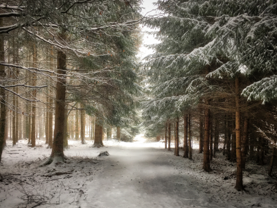 зима, снег, лес, деревья, дорога, природа, пейзаж