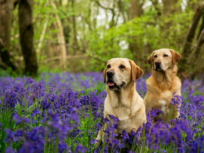 собаки, сидят в цветах