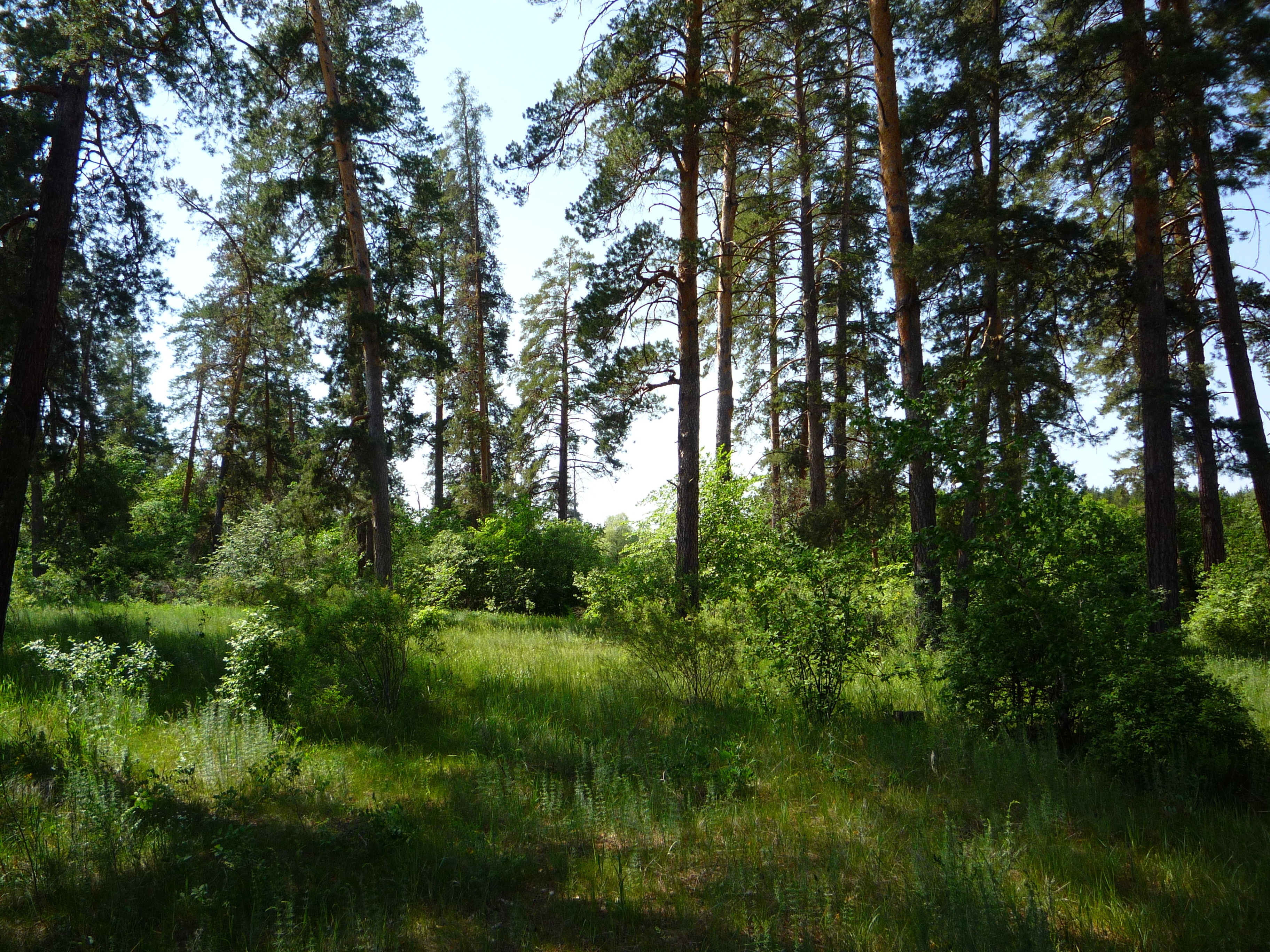Середняковский лес
