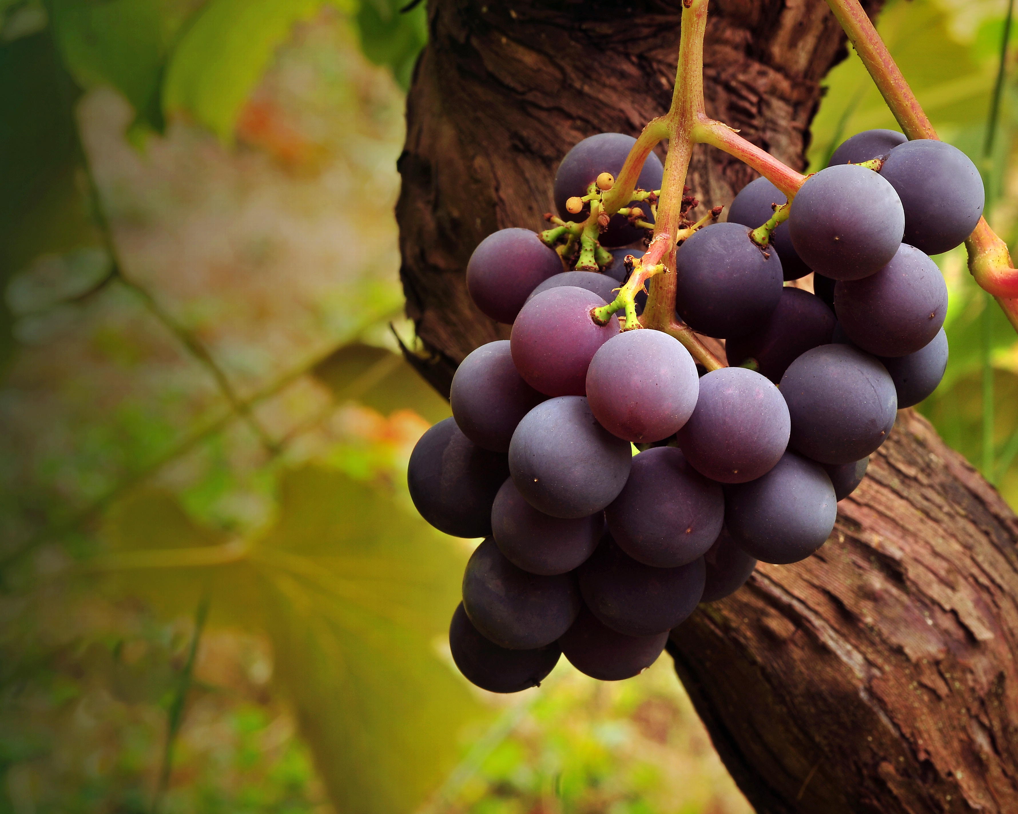 Гроздь винограда фото на ветке
