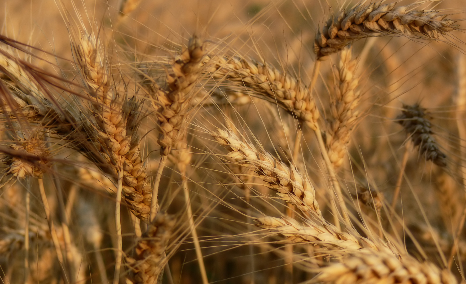 колосок пшеницы фото