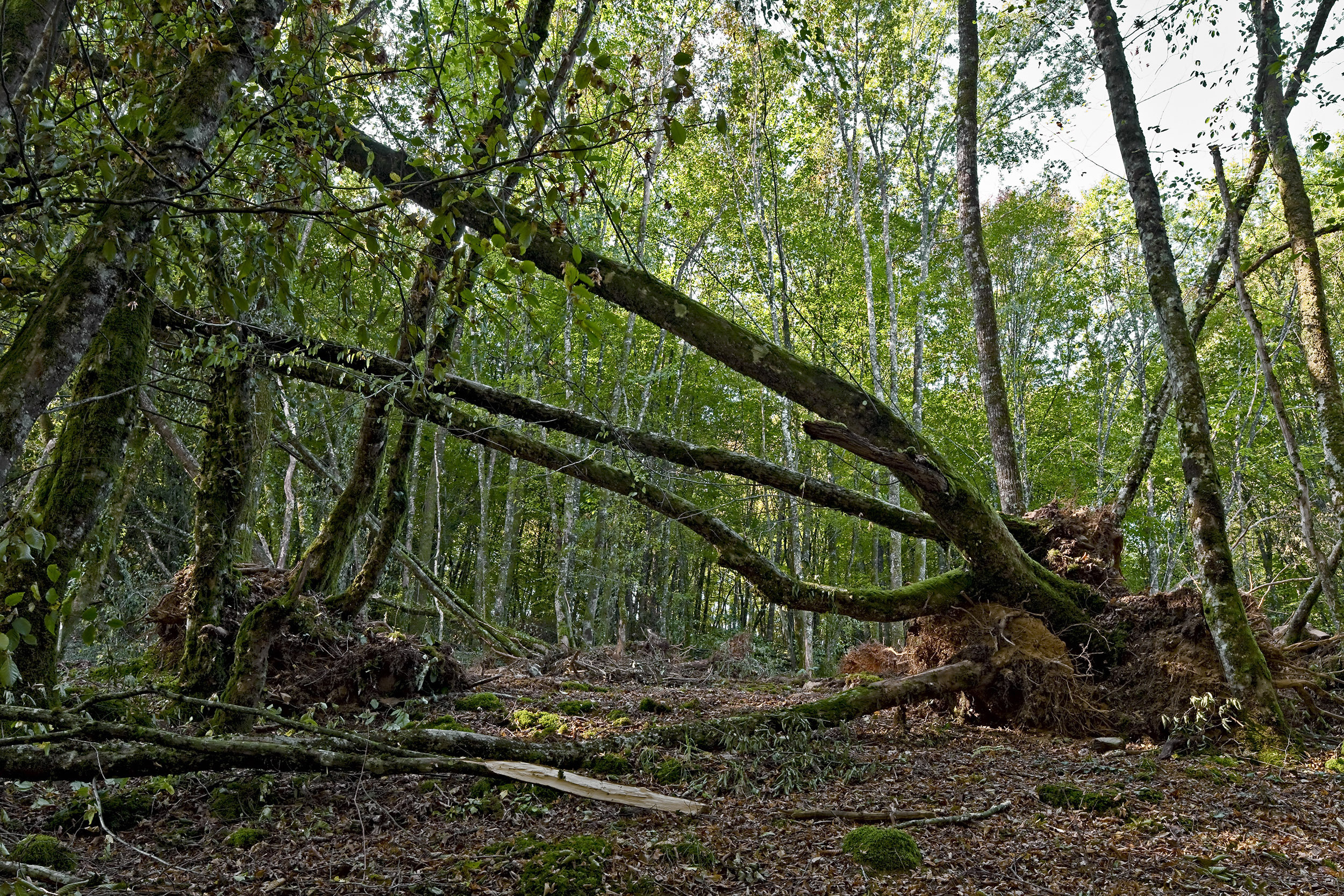 Forest hole