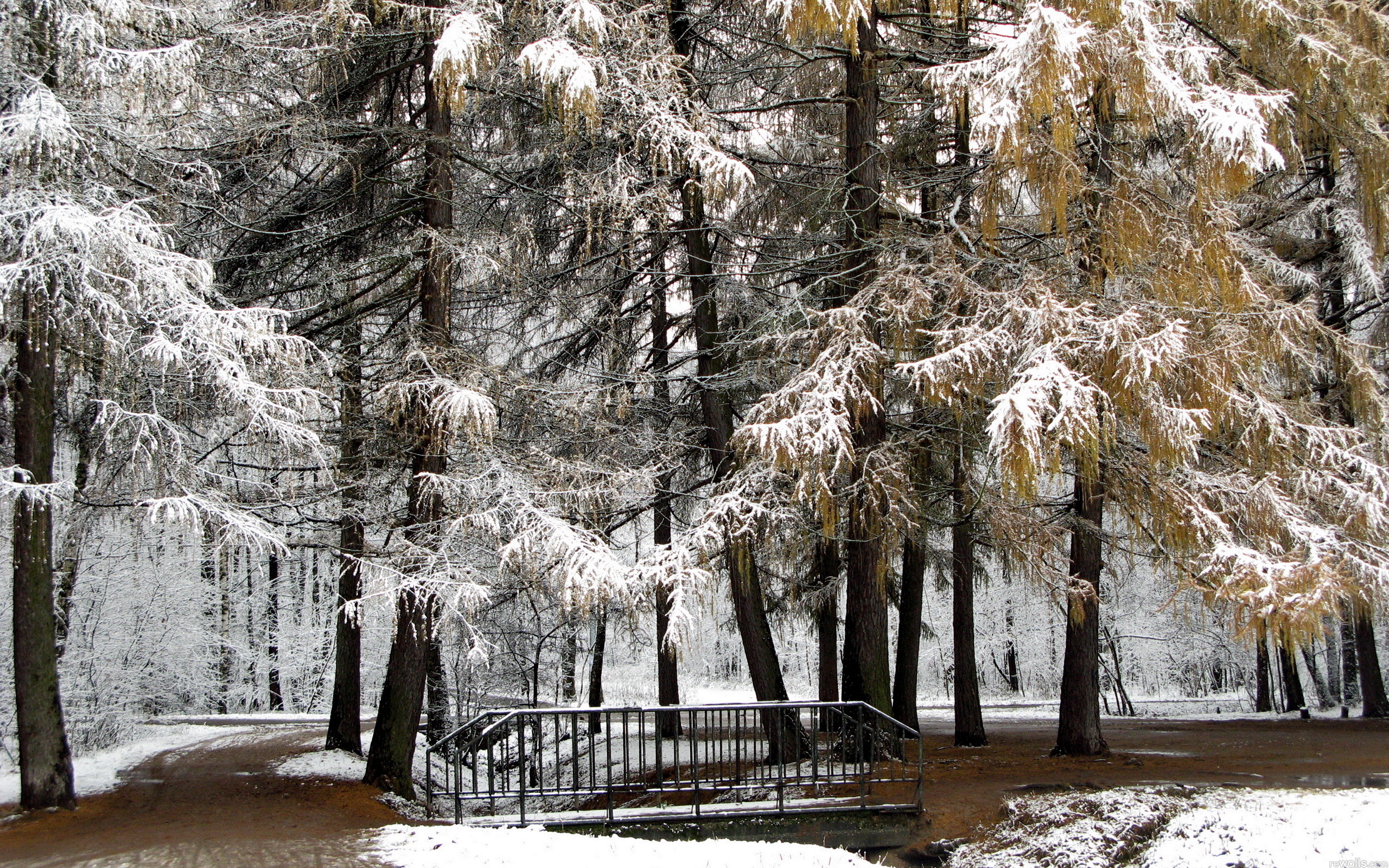 Зимний лес парк