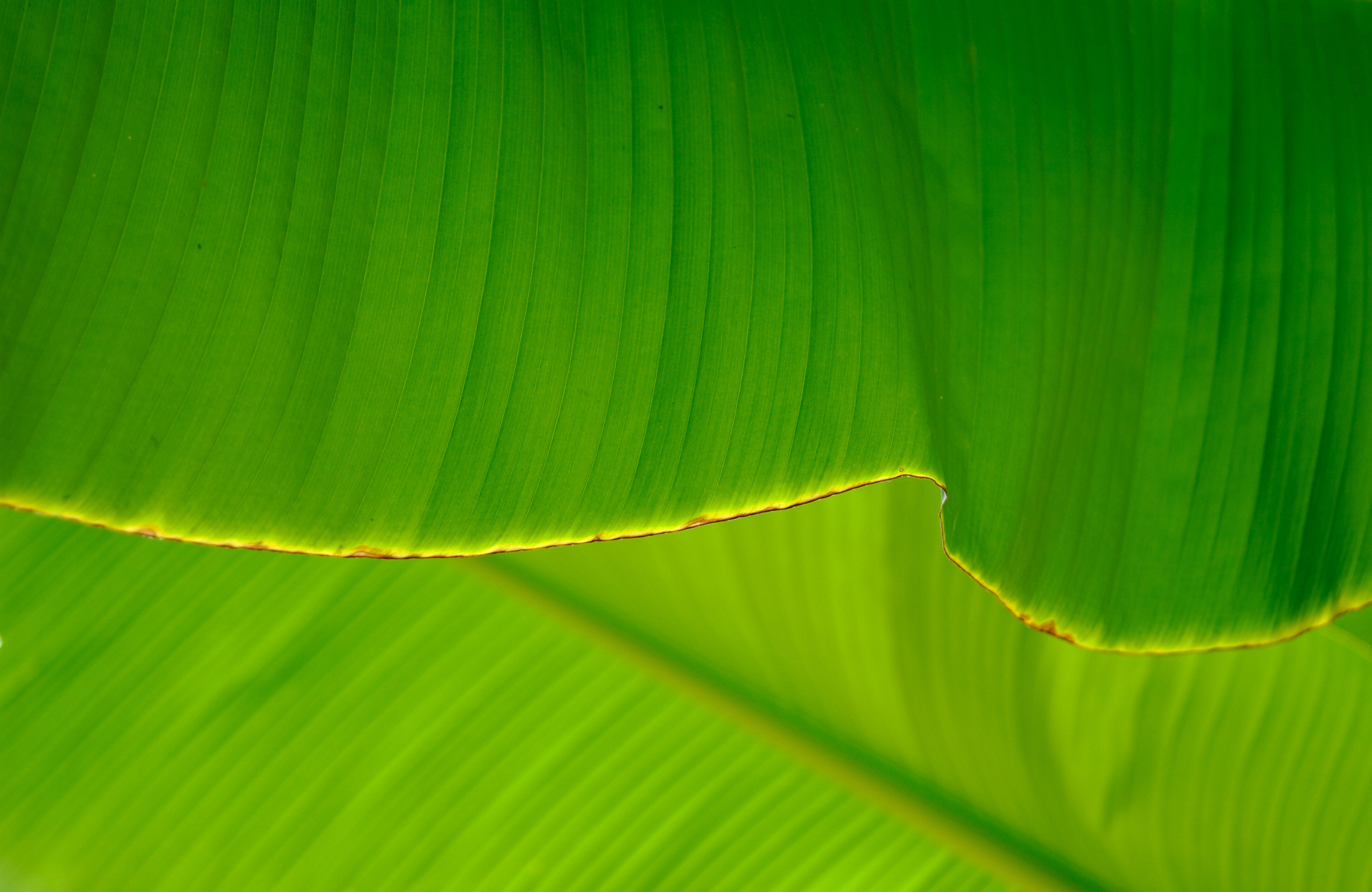 Лист банана текстура
