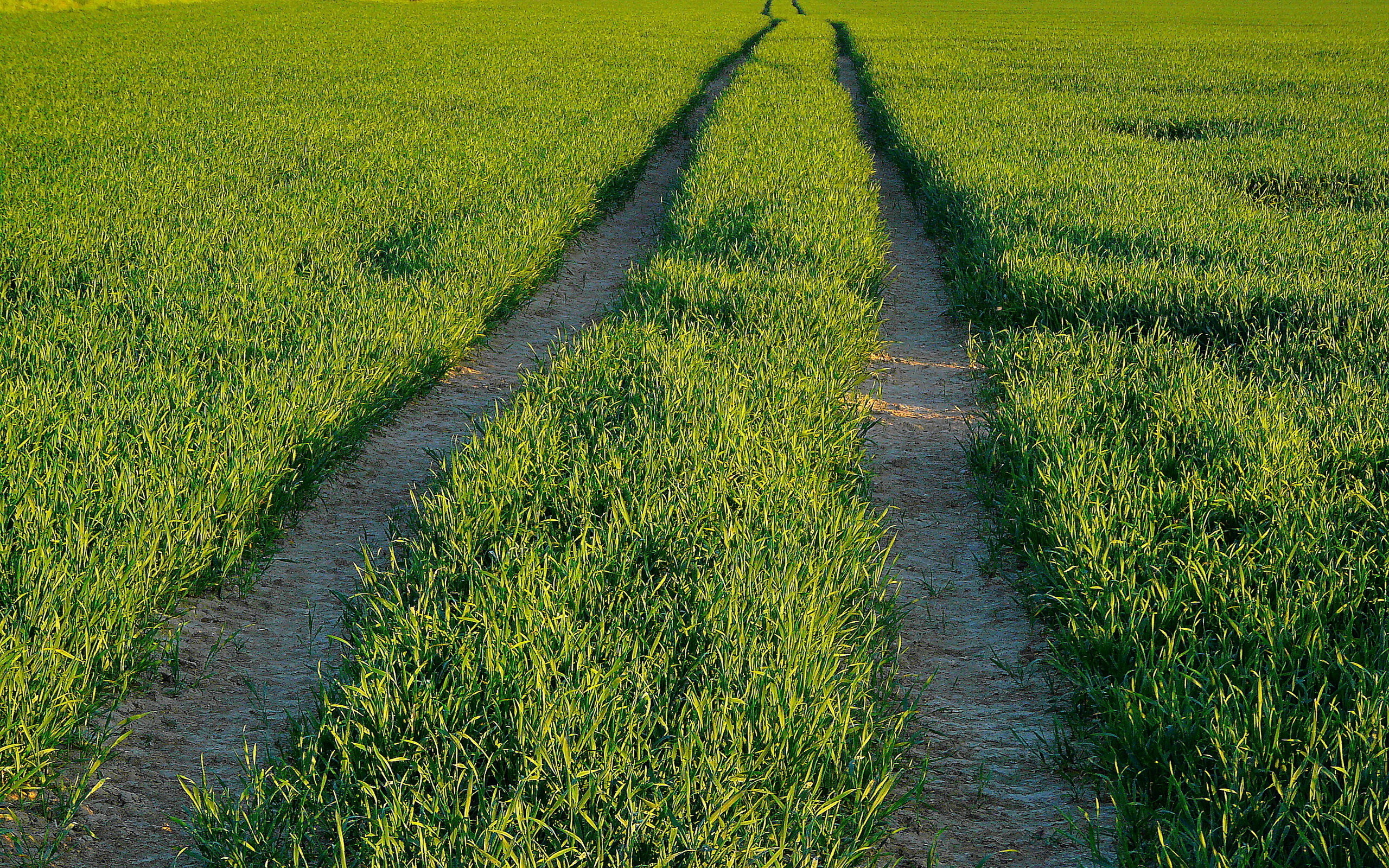 Field roads. Поле страда июнь.