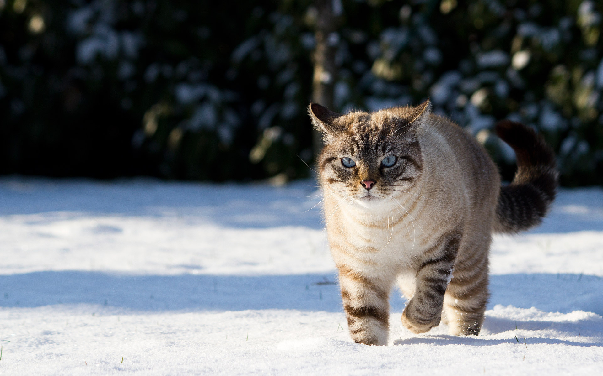 Кот в снегу