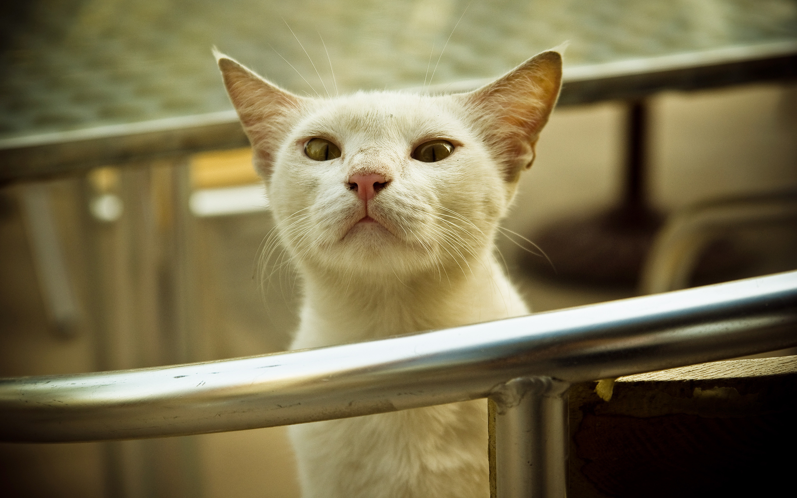 Веселых котиков. Прикольные кошки. Смешной кот. Прикольные фото котов. Котейки смешные.