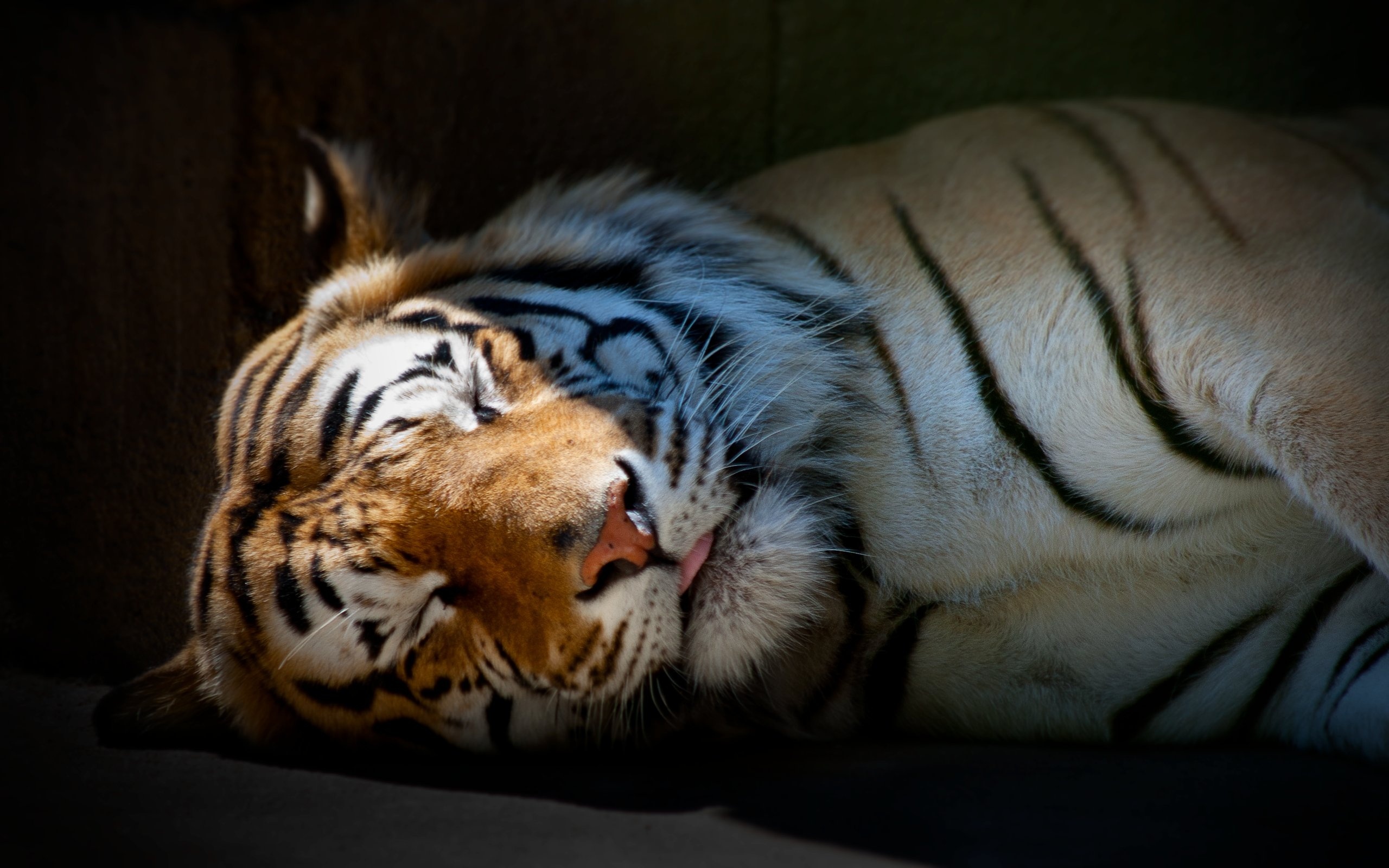 Заставки красивые тигры. Тигр. Спящий тигр. Красивый тигр.