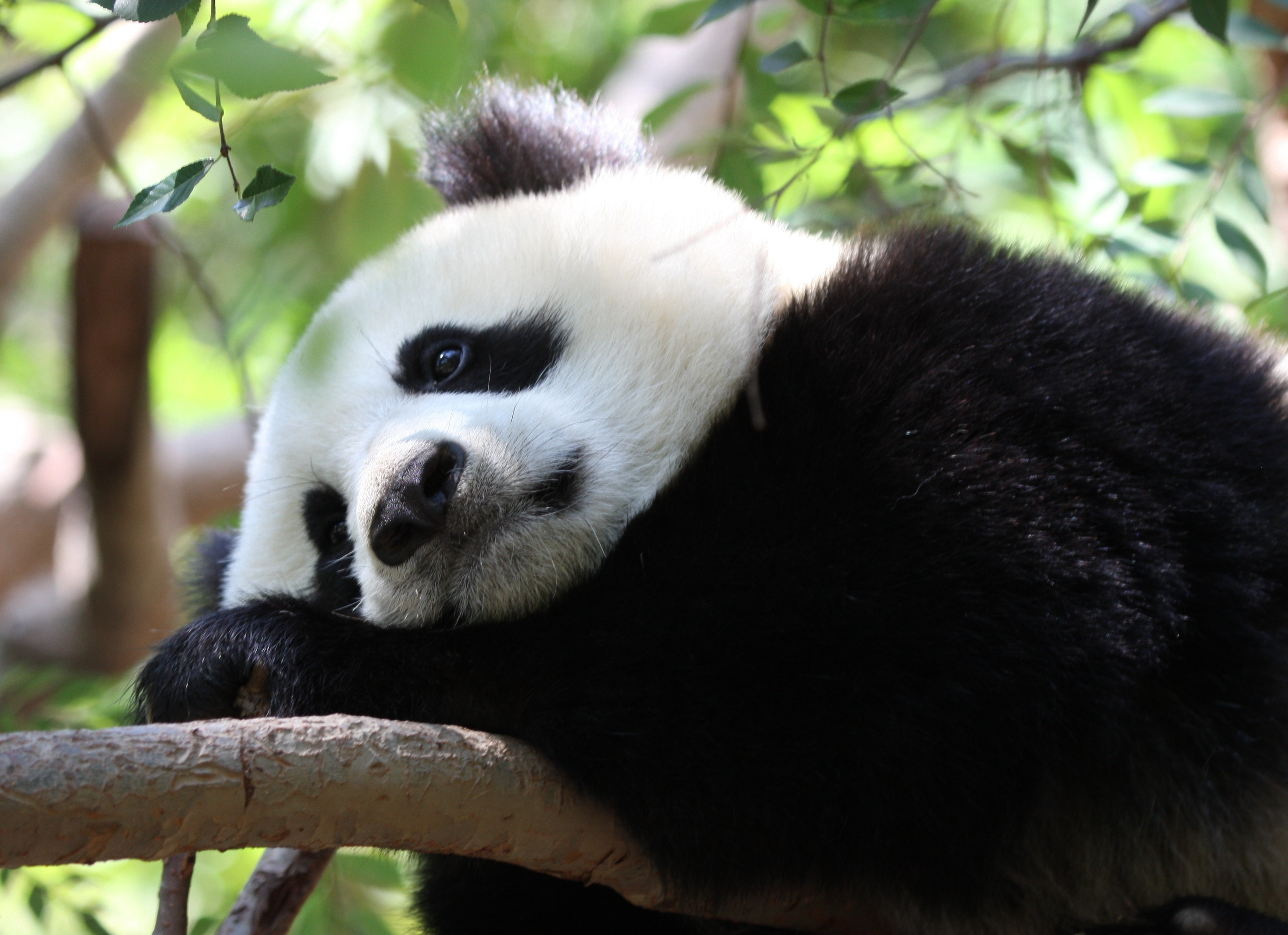 Sad panda. Большая Панда или бамбуковый медведь. Большая Панда эндемик. Циньлин панды. Панда бамбуковый медведь.