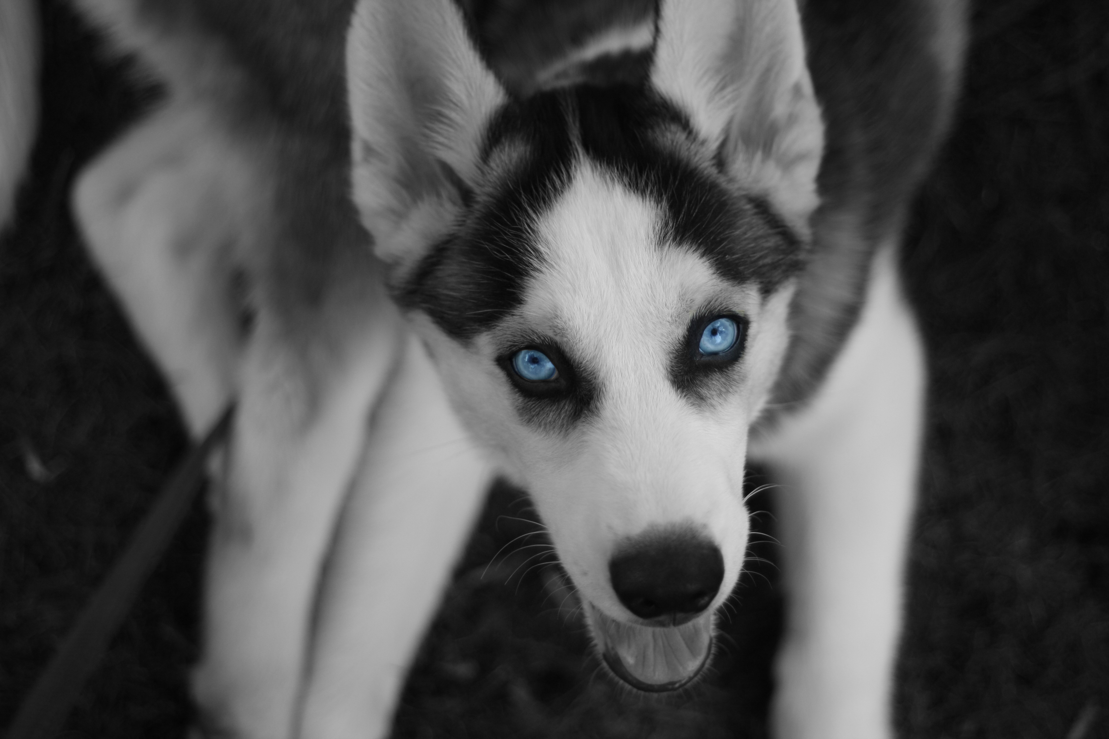 Хаски черно-белые с голубыми глазами