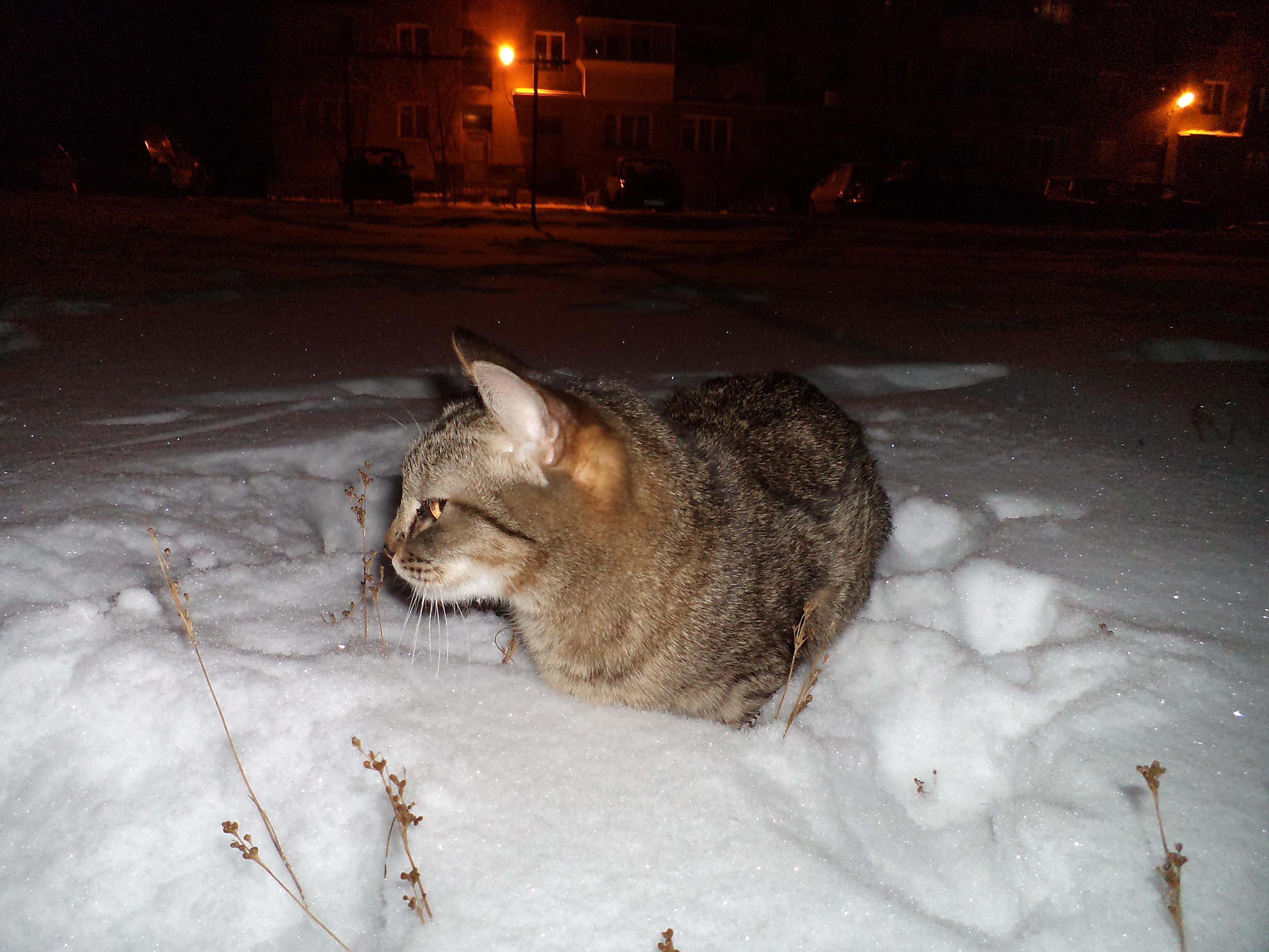 Кошка зимой на улице. Кошка на улице зимой. Снежный кот. Кошка в снегу. Зима ночь кот.