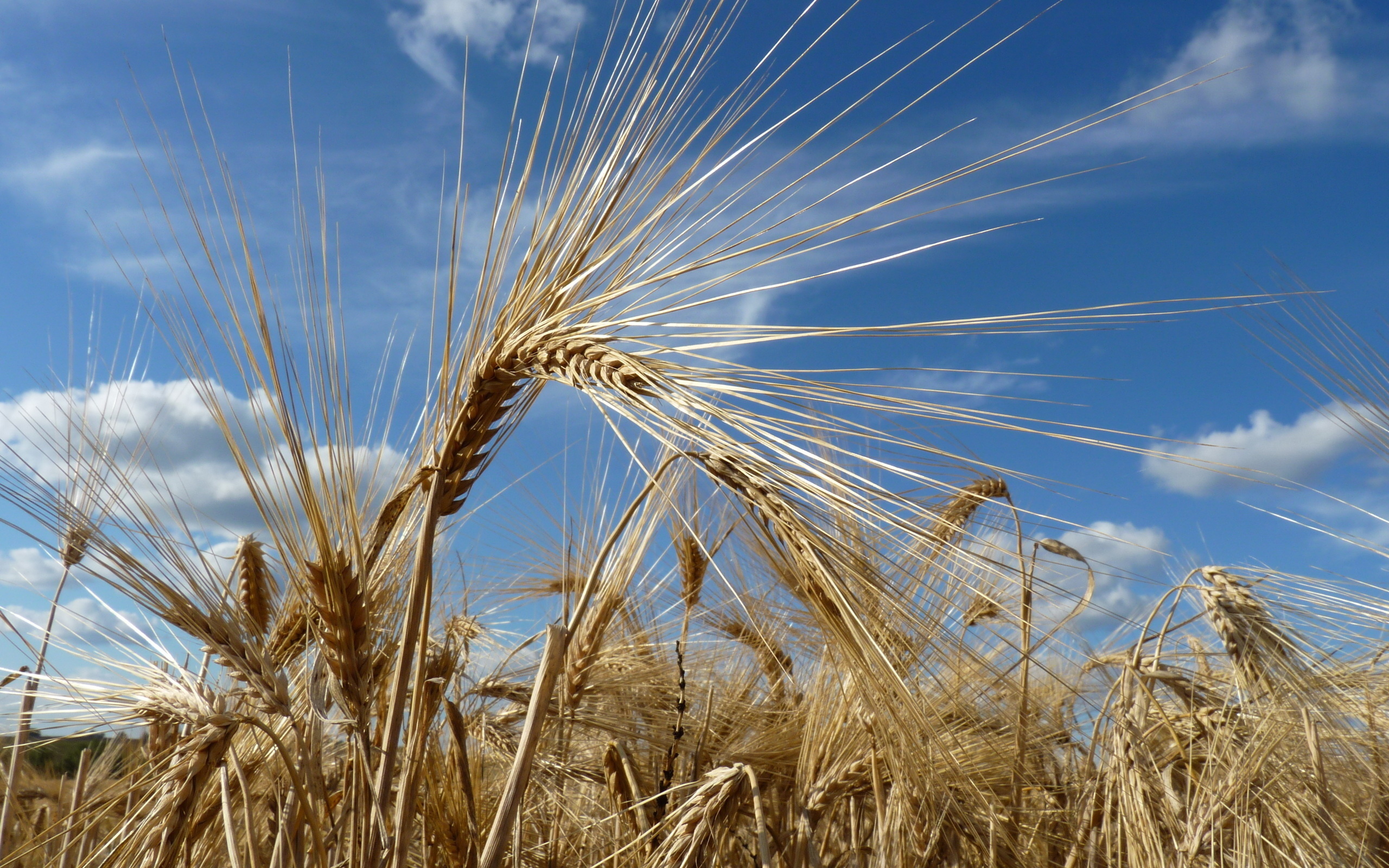 Пшеница фото окружающий мир 3 класс
