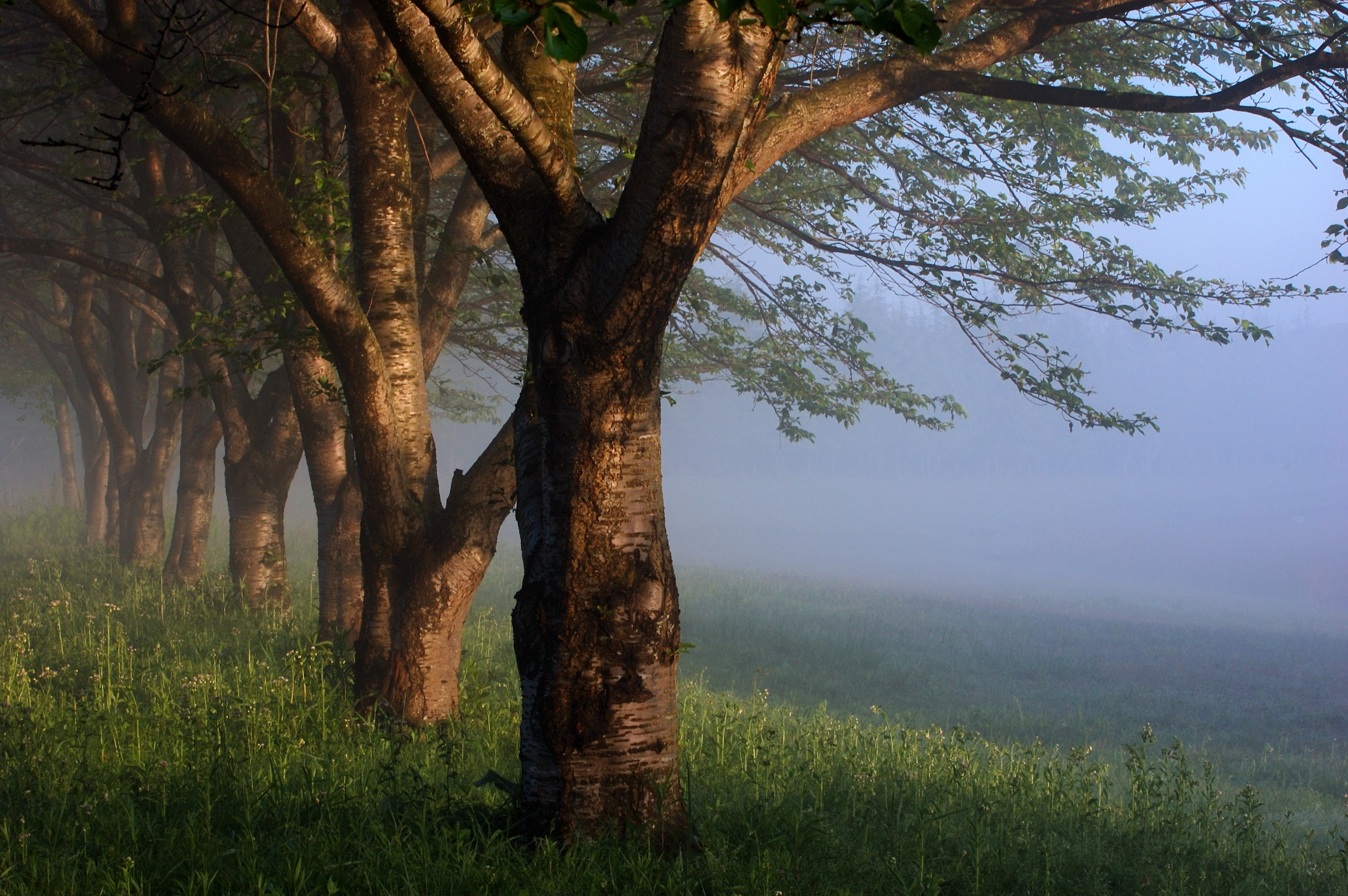 Дерево туман утро