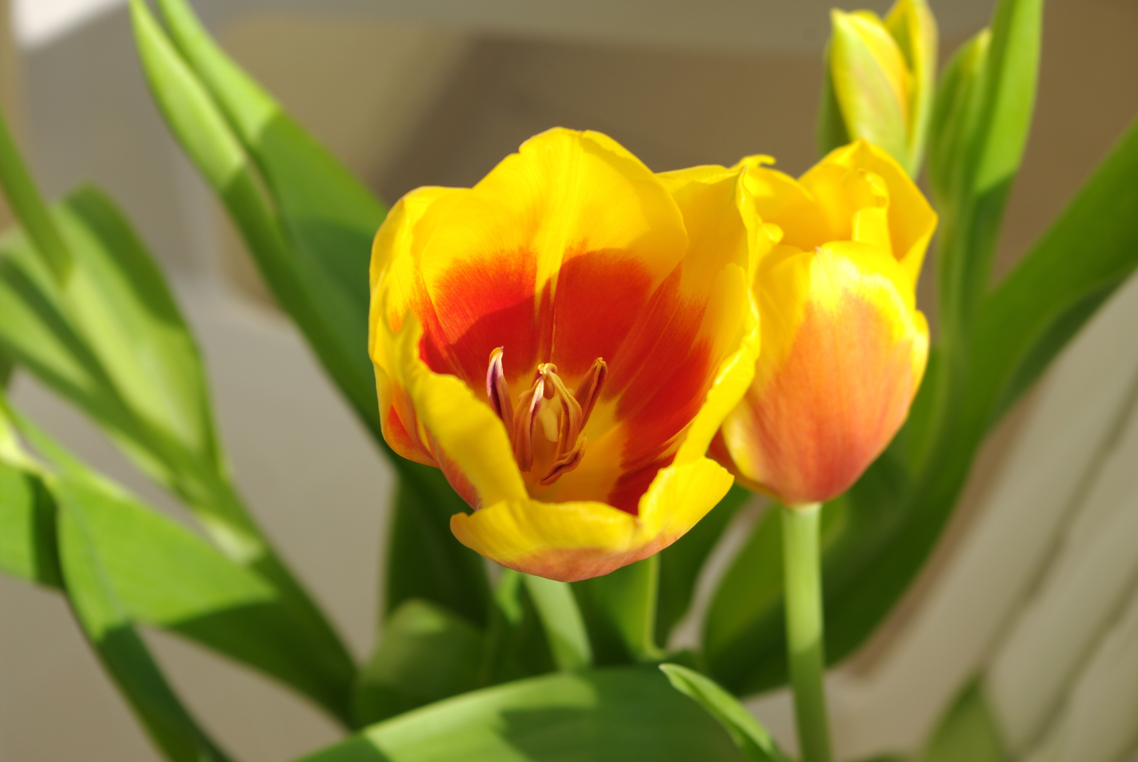 Тюльпан лилейный желтый