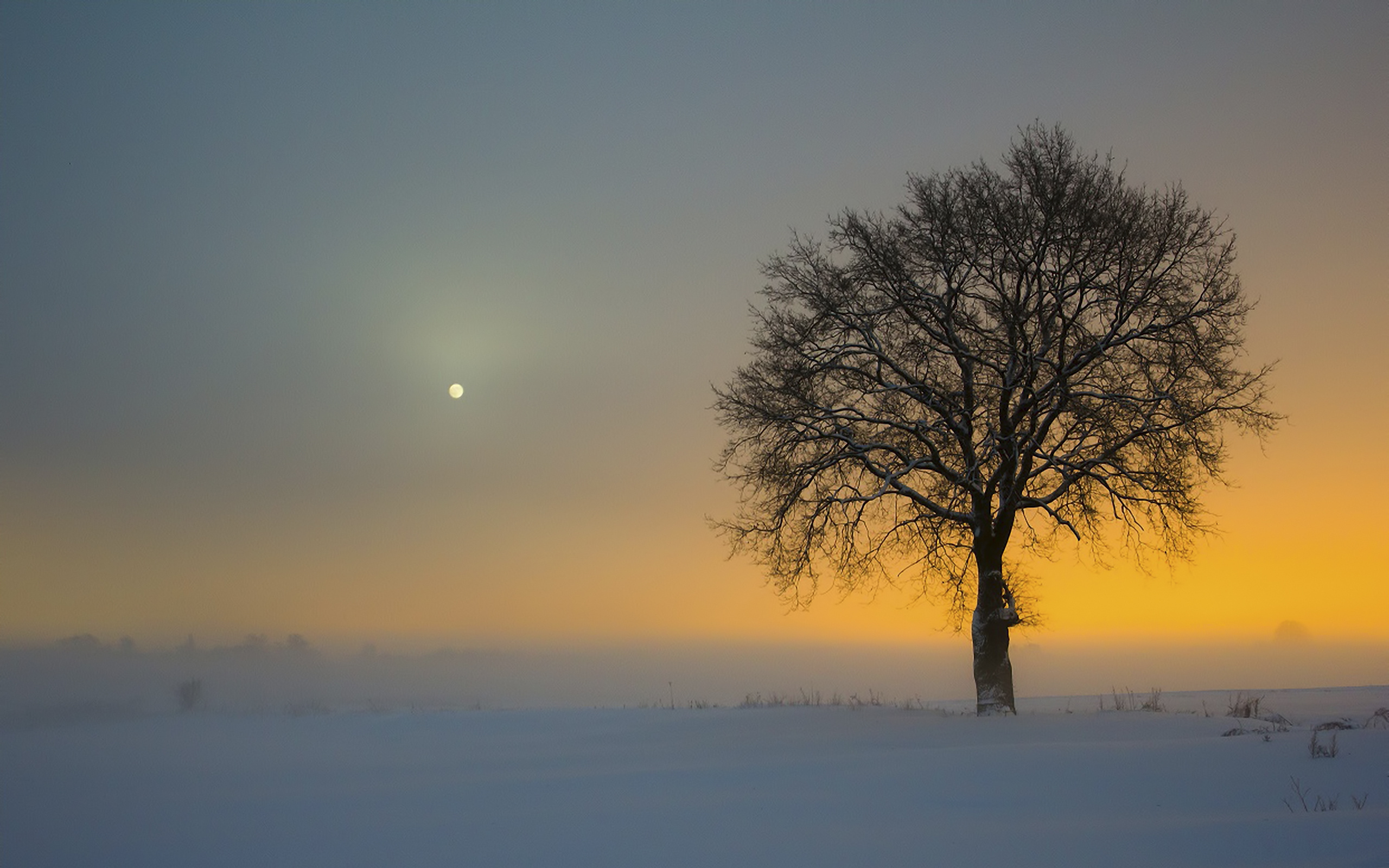 Одинокое дерево зима