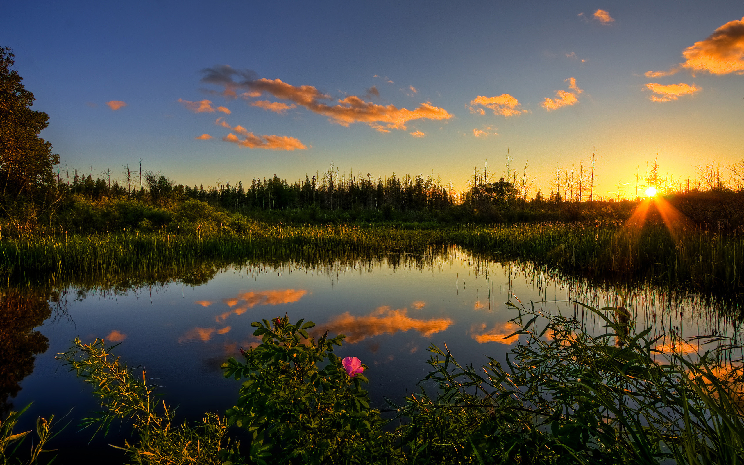 солнце море лес