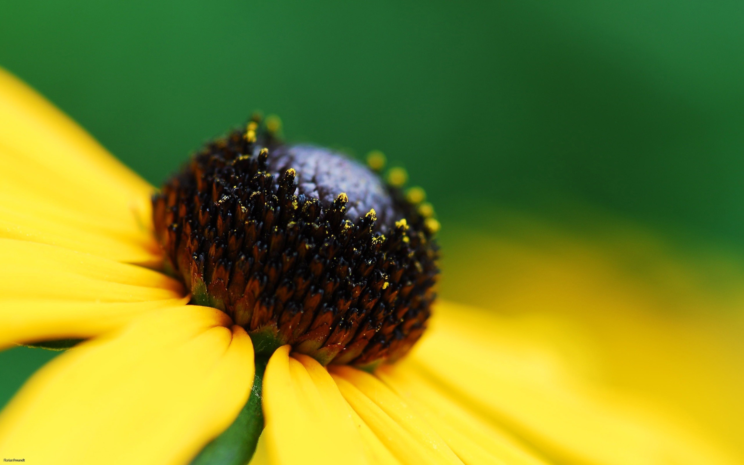 Желтый цветок картинка