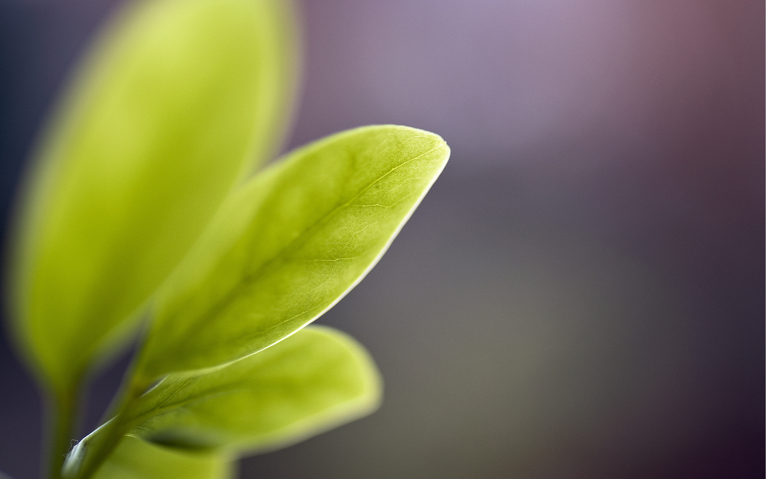 Цветок с серо зелеными листьями