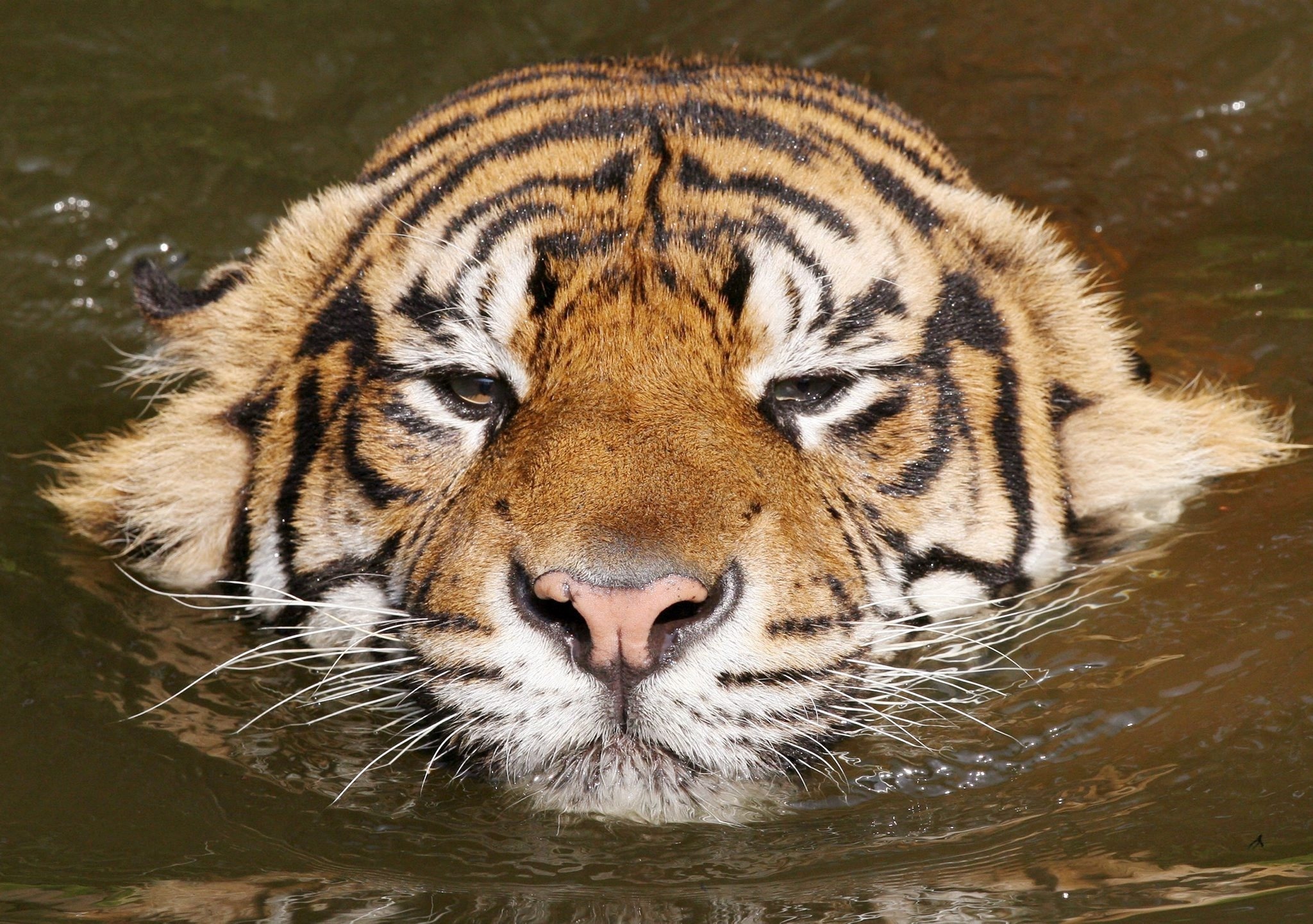 Водяной тигр
