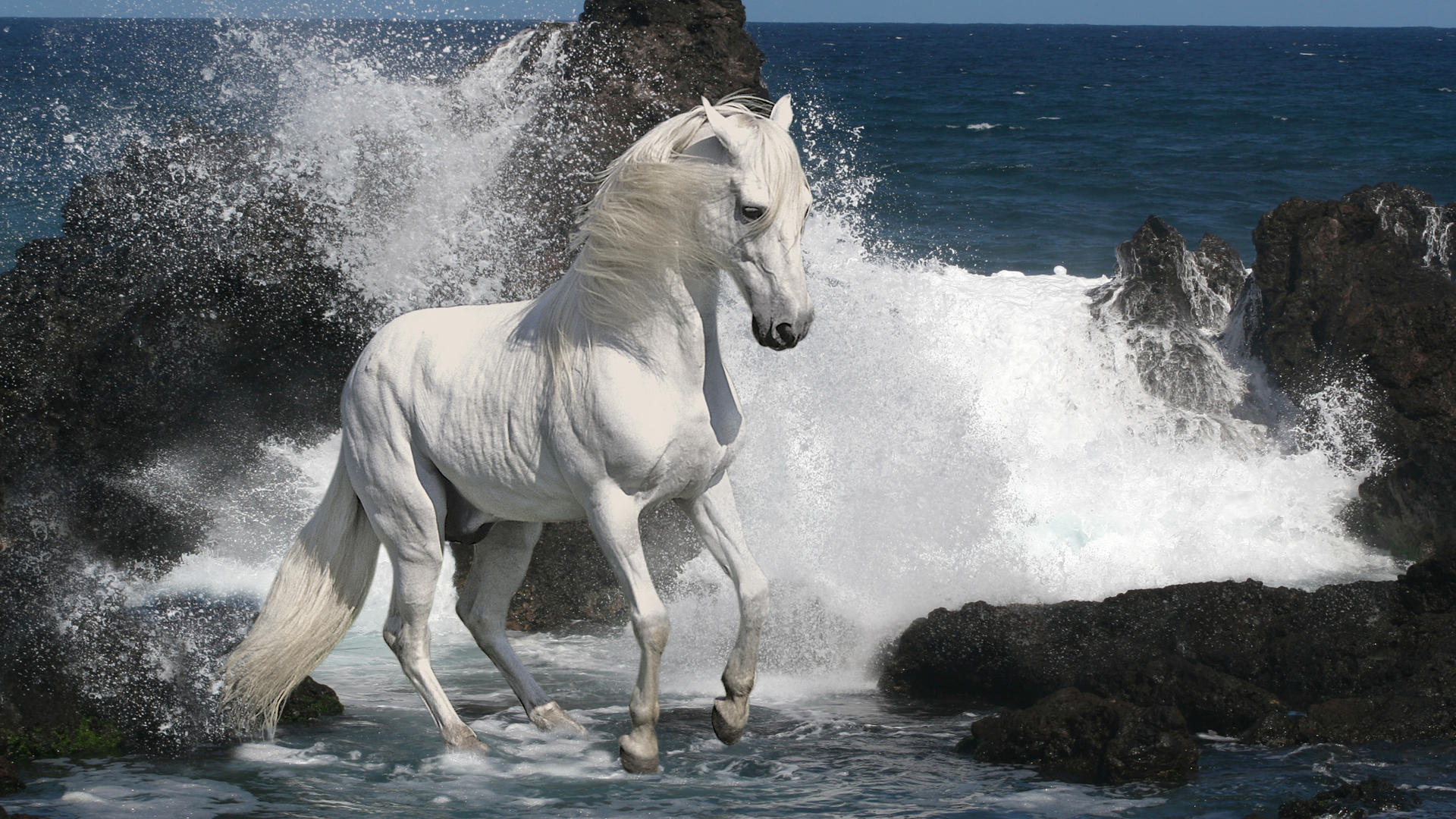 Лошадь на море