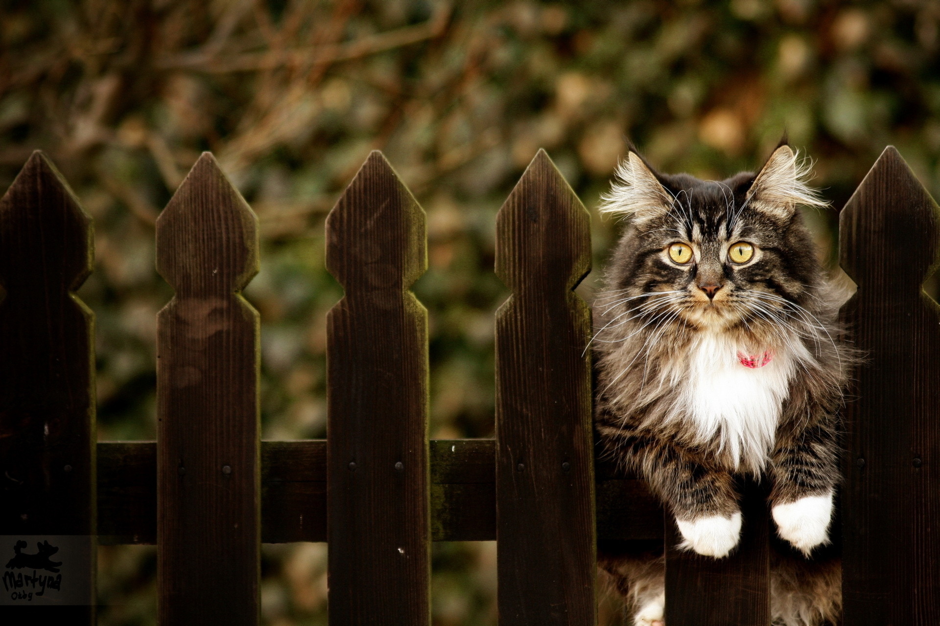 Забор-невидимка PetSafe для кошек