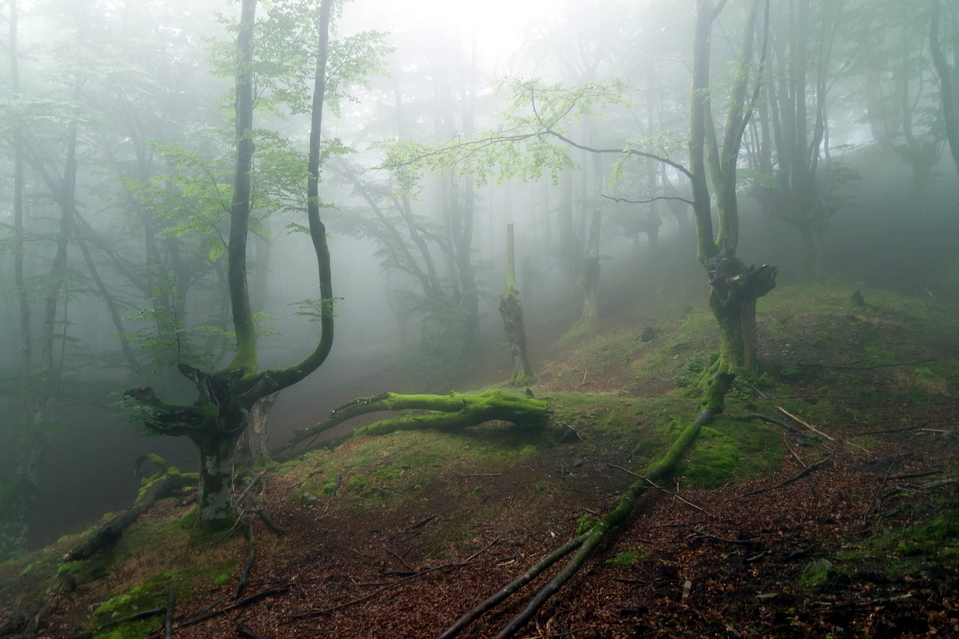 Fog. Румыния Трансильвания мистический лес. Лес Хойя-бачу. Лес Хойя-бачу в Трансильвании. Форкс Сумерки Эстетика.