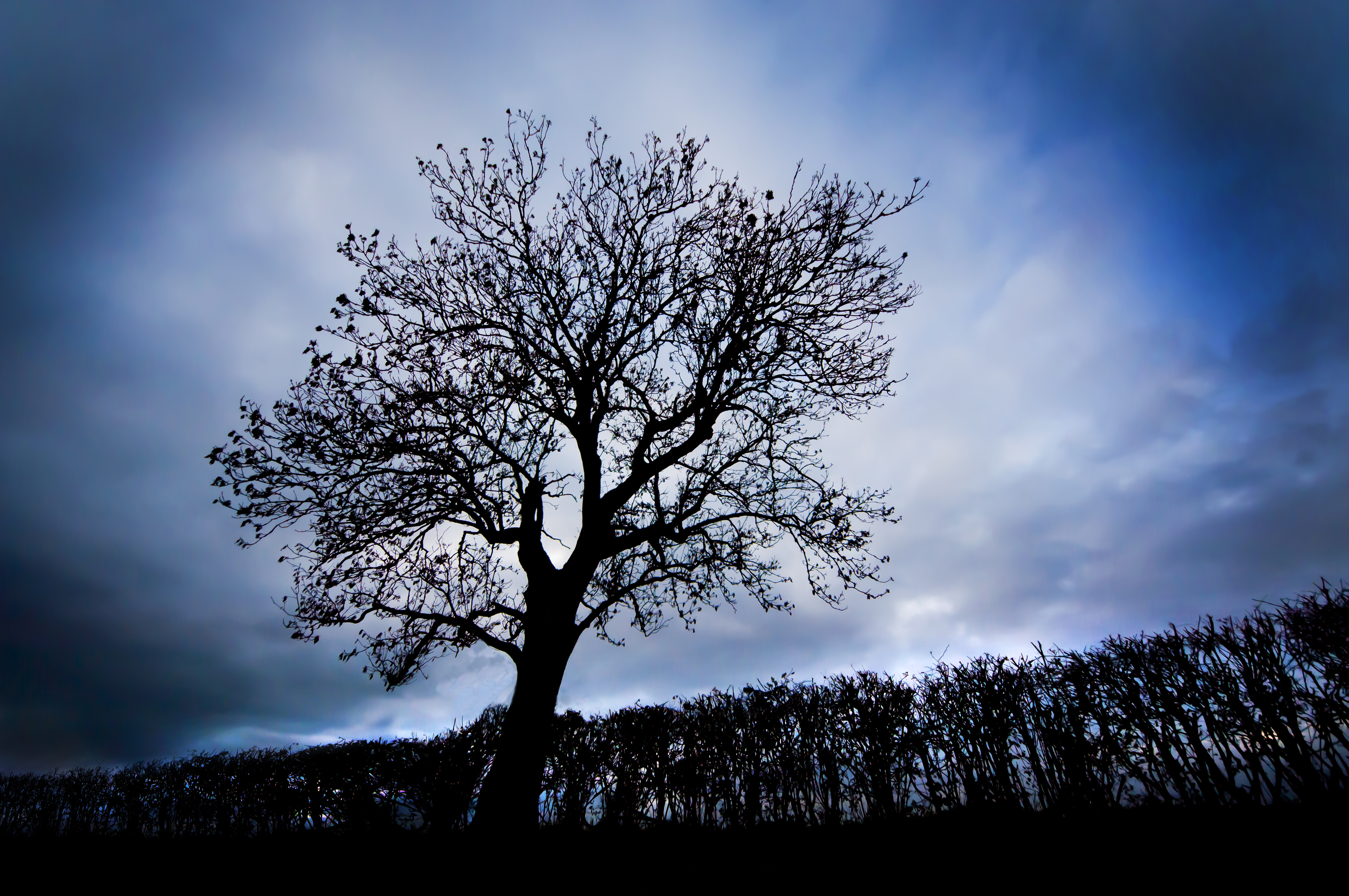 Go tree. Дерево картинка. Дерево в сумраке. Дерево x,. Дерево на прозрачном фоне.