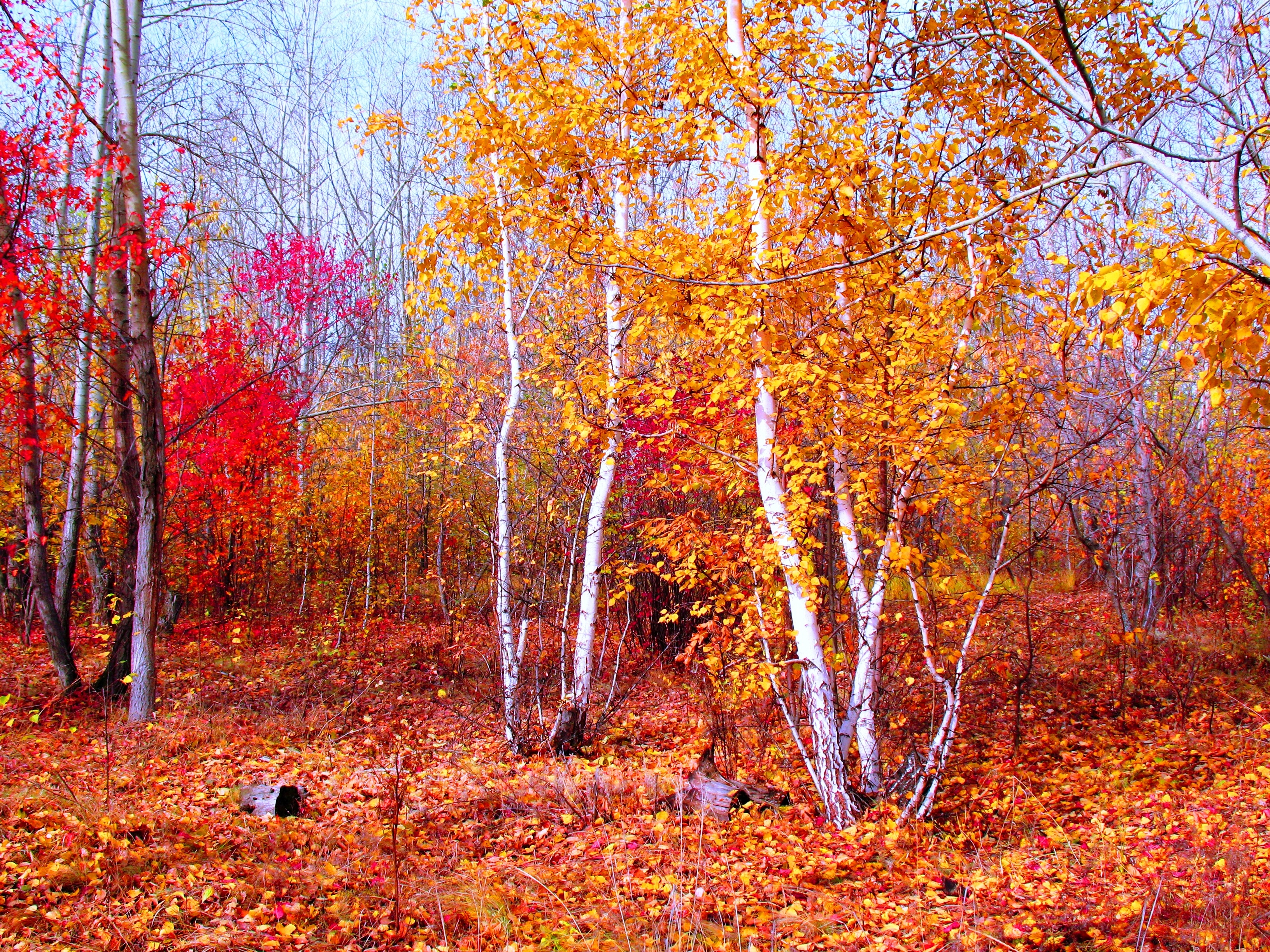 2 сентября осень. Осенний лес. Золотая осень. Осенний лес листопад.