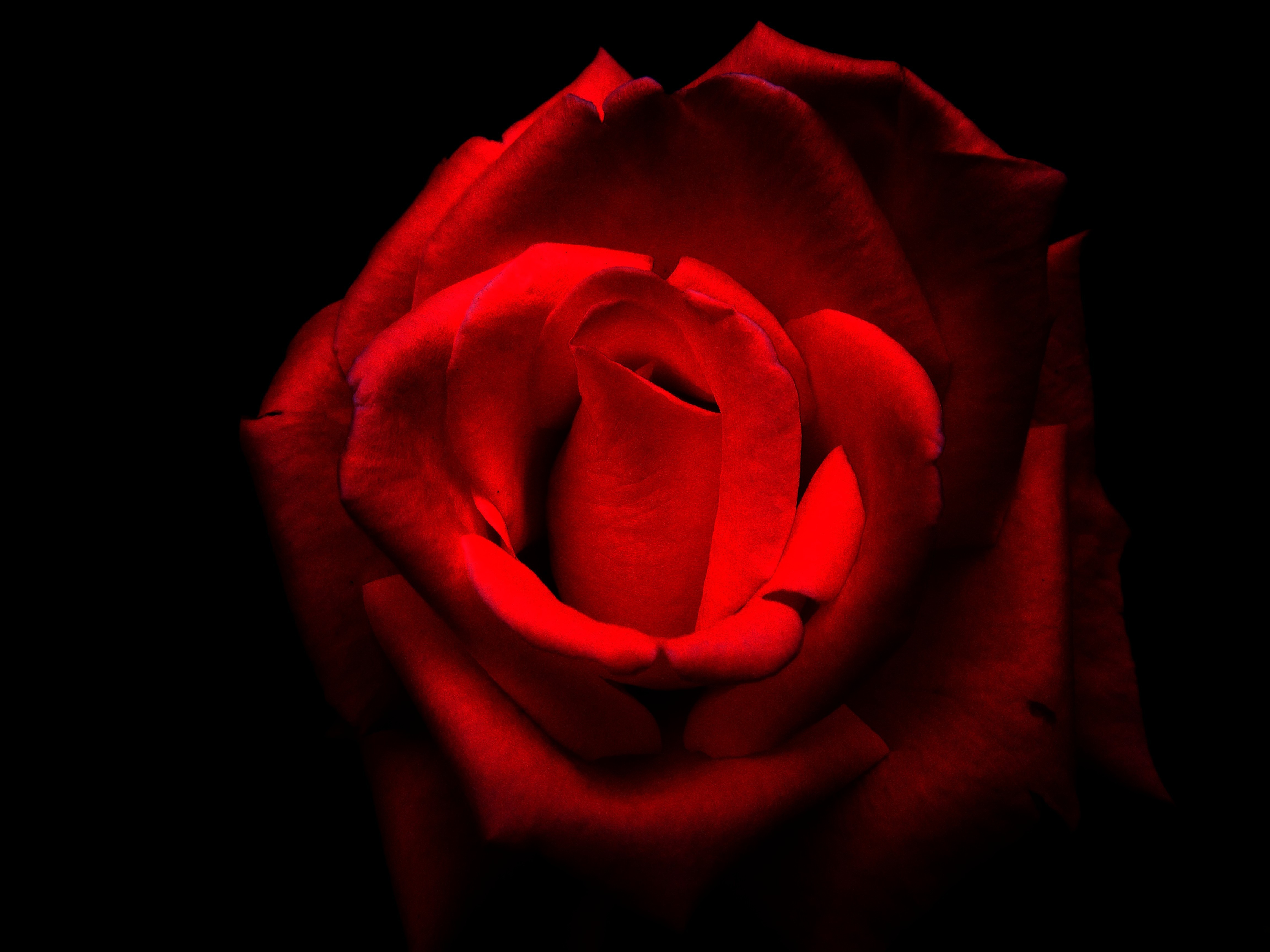 Красная роза мрак