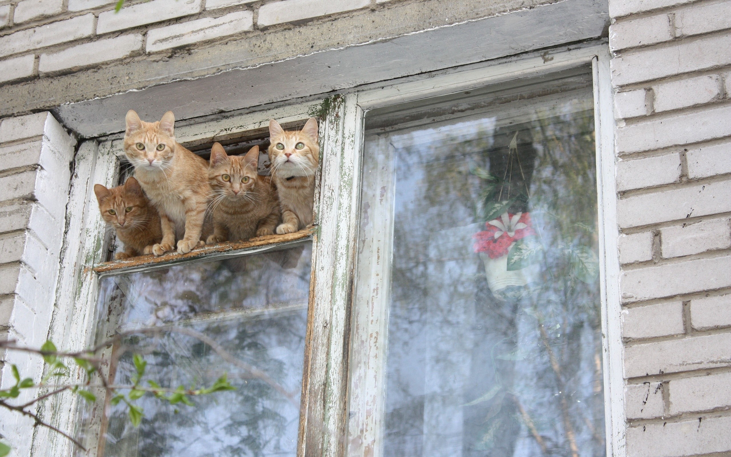 кошка начала лазить по столам