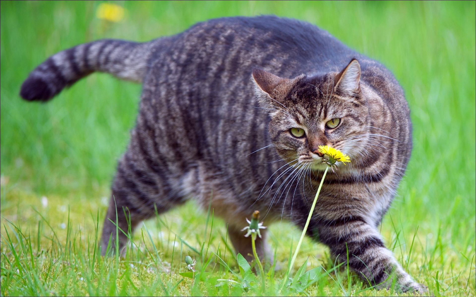 Толстый котенок. Коты. Толстый кот. Полосатая кошка. Жирный полосатый кот.