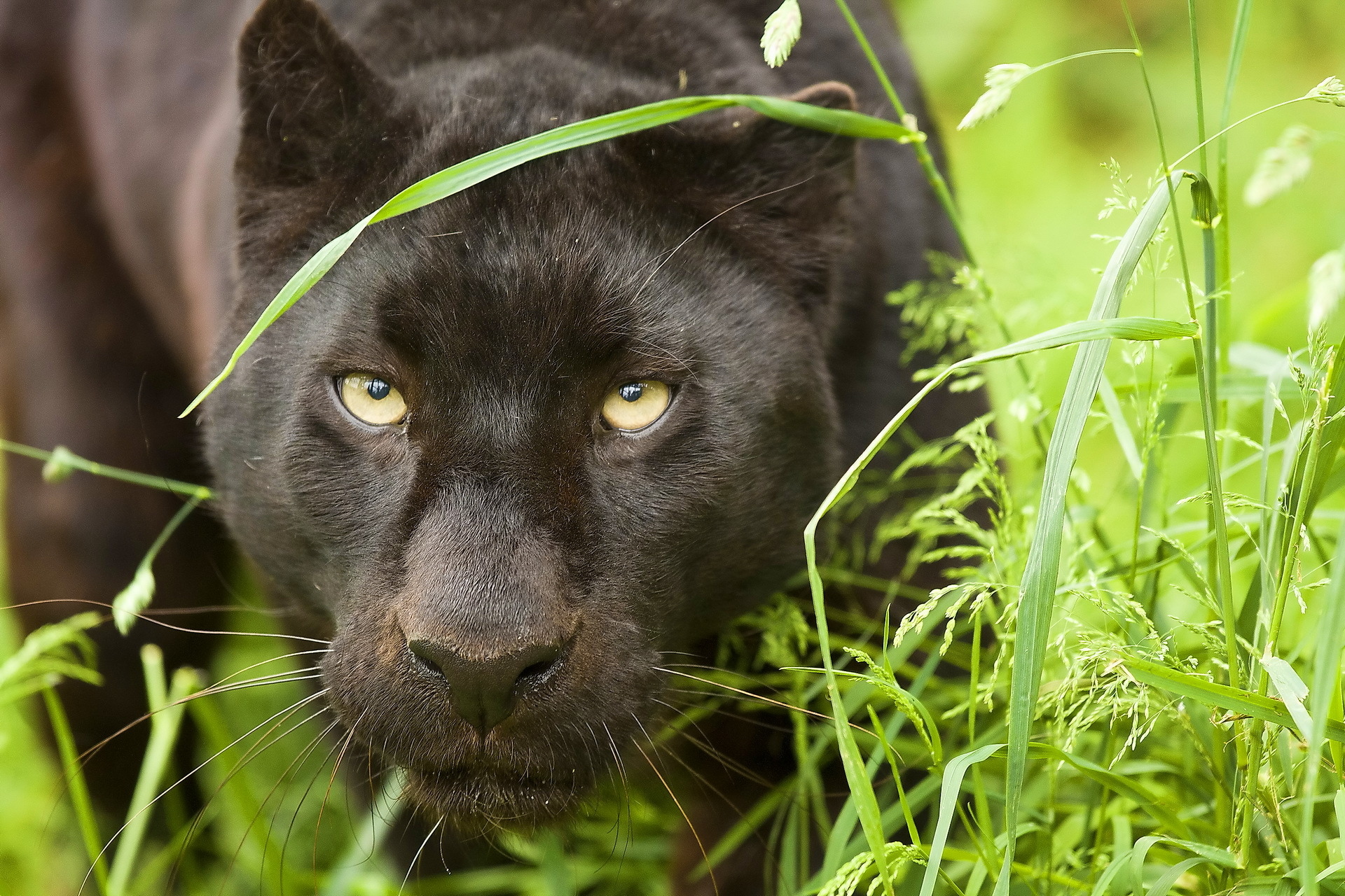 Обои Леопард, пантера, морда, взгляд, leopard, усы, хищник, panthera на  рабочий стол