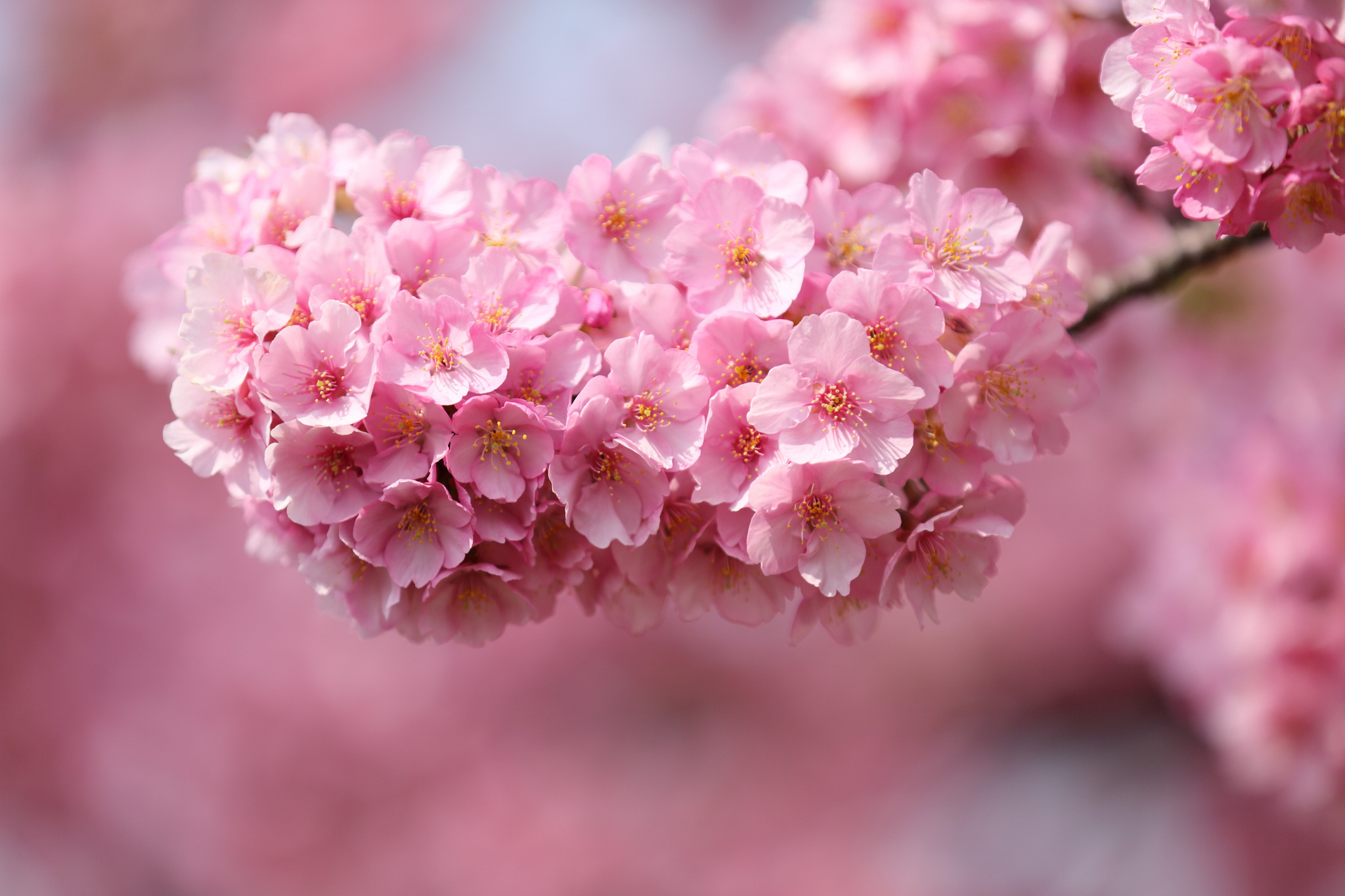 Цветы вишня Сакура